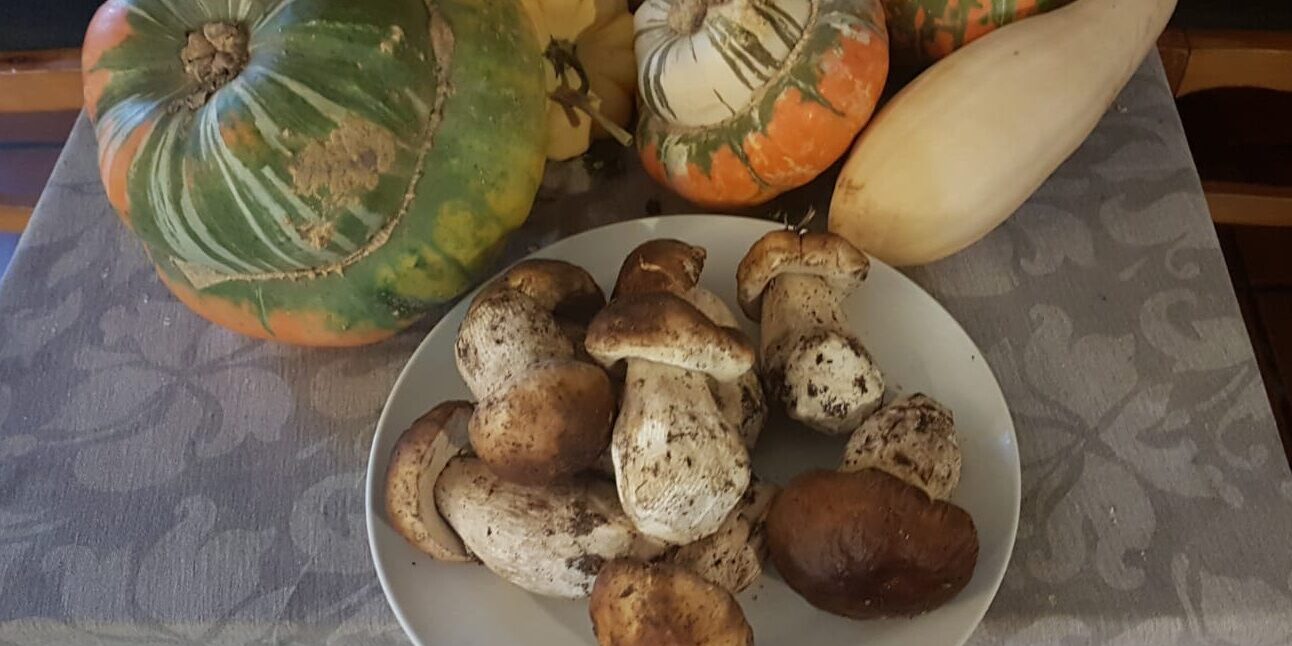 Temporada de boletus en Cañete