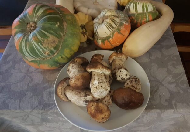 Temporada de boletus en Cañete