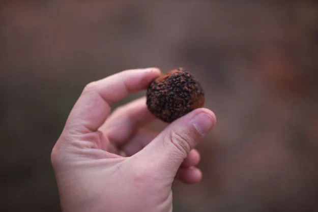 Día de la gastronomía sostenible